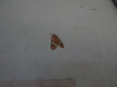 Neonerita dorsipuncta