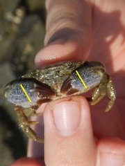 Panopeus