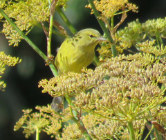 Leiothlypis celata lutescens