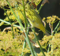 Leiothlypis celata lutescens