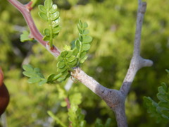 Bursera exequielii