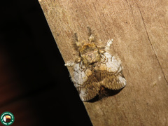 Neostauropus basalis