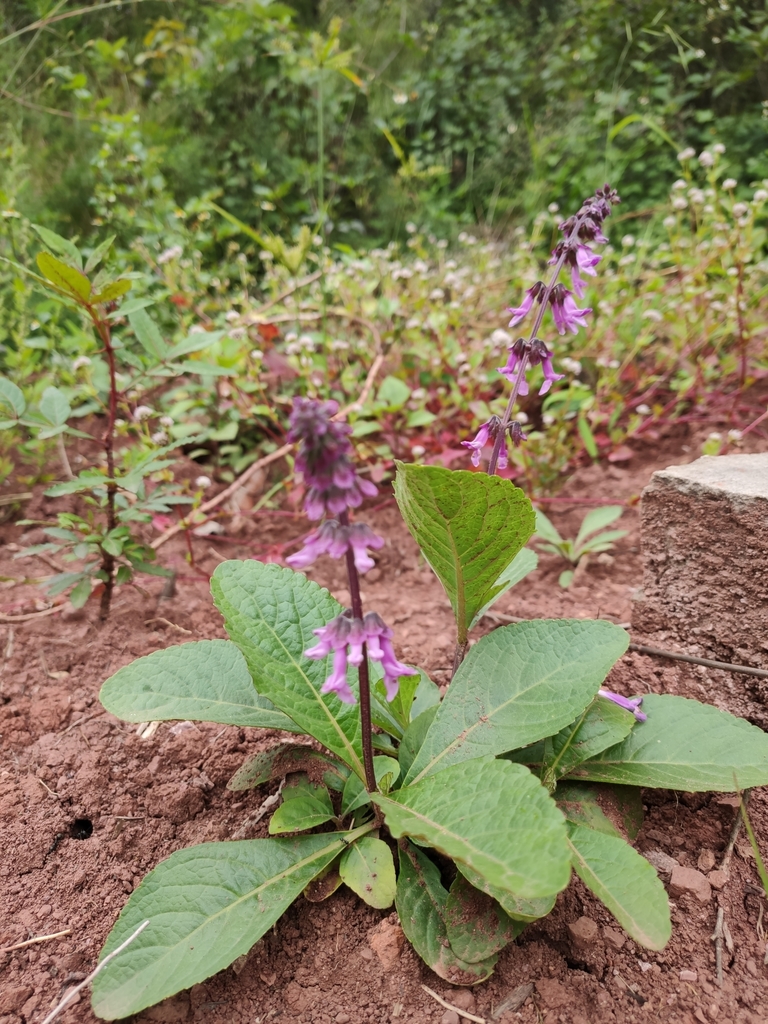 Orthosiphon wulfenioides
