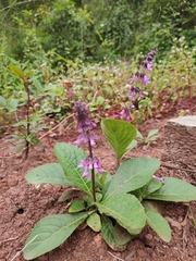 Orthosiphon wulfenioides