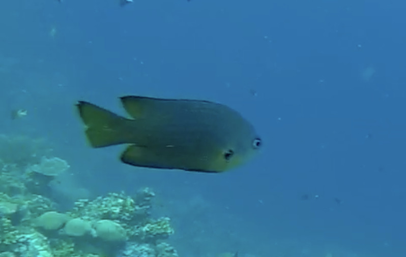 Black-edged Damsel
