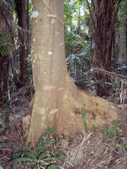 Schizolobium parahyba