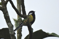 Parus monticolus