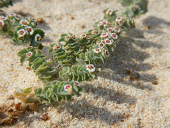 Euphorbia leucophylla