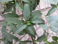 Scrophularia kakudensis