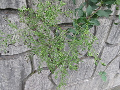 Scrophularia kakudensis