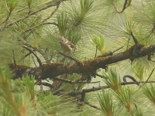 Grey-crested Tit (Lophophanes dichrous), photo 5