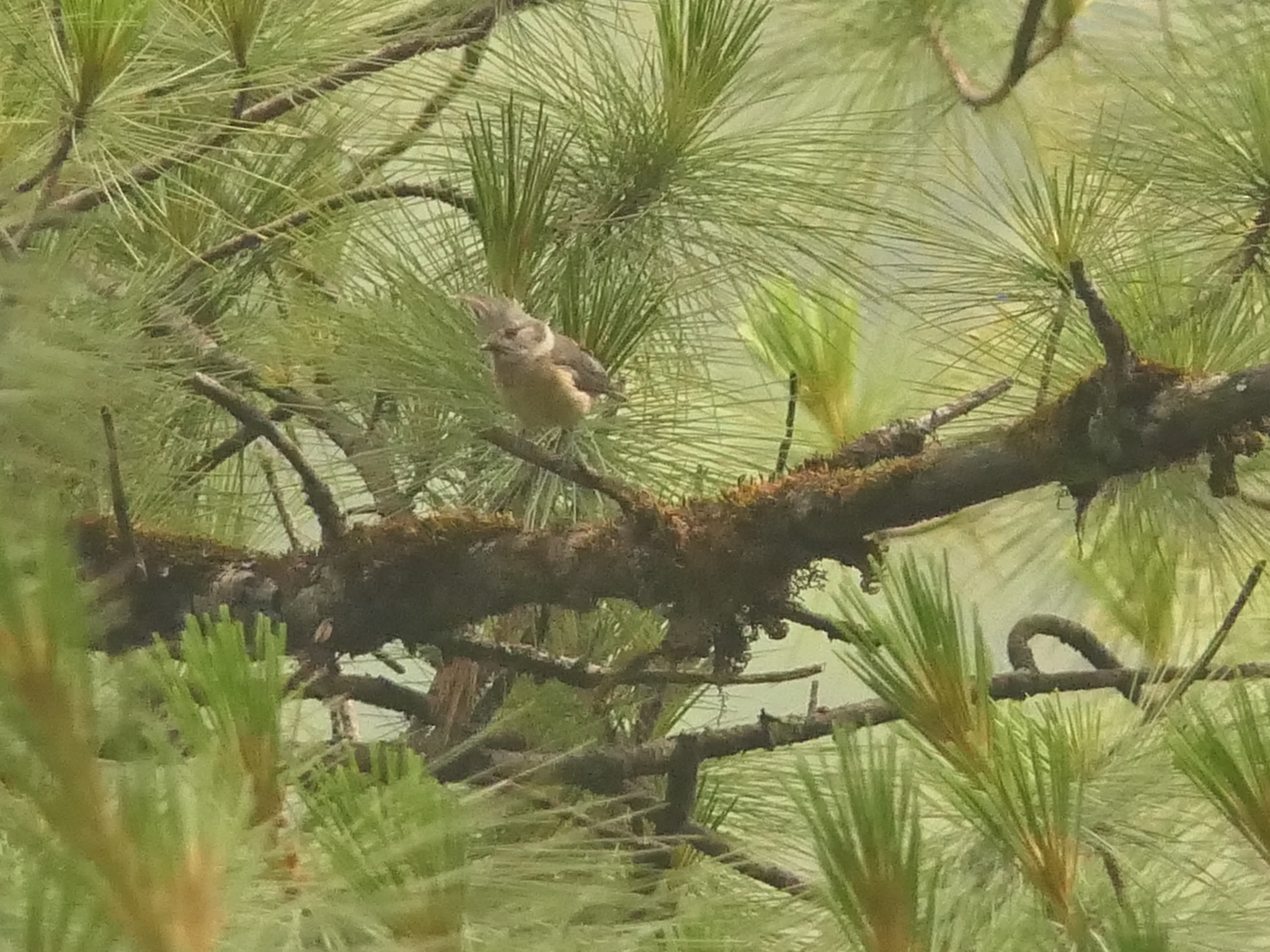Grey-crested Tit (Lophophanes dichrous), photo 5