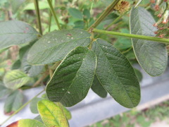 Lespedeza tomentosa