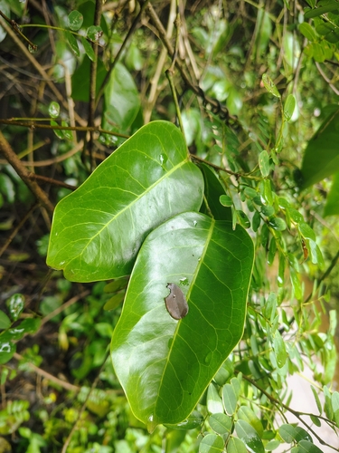 Gnetum edule (Gnetum edule)