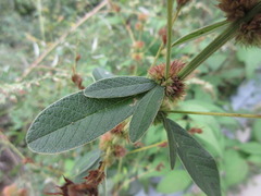 Lespedeza tomentosa