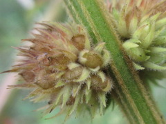 Lespedeza tomentosa