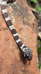 Dipsas sanctijoannis