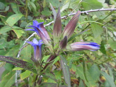 Gentiana scabra