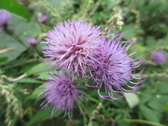 Cirsium setidens