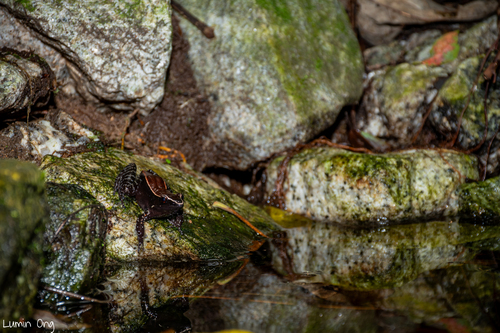 Abavorana luctuosa, 2025-06-11