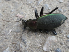 Carabus jankowskii