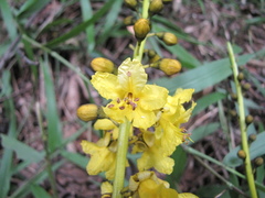 Schizolobium parahyba