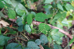 Pilea plataniflora
