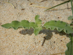 Froelichia xantusii