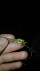 Fimbristylis puberula