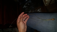 Fimbristylis puberula