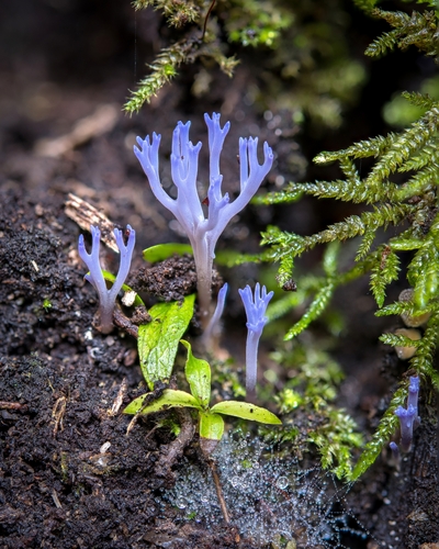 lilac coral fungus
