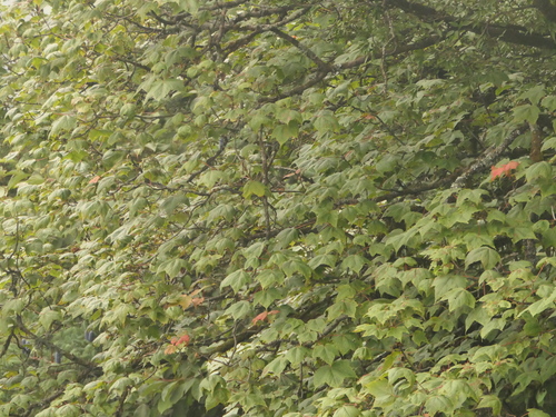 Acer caesium, photograph 1