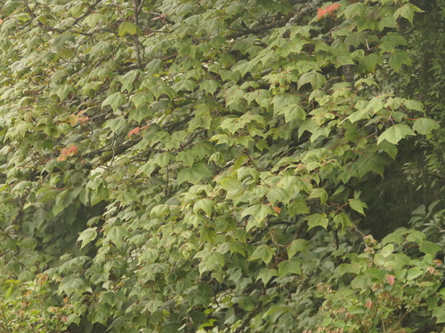 Indian maple (Acer caesium)