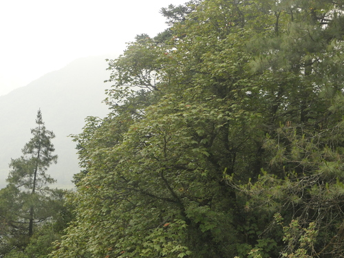 Acer caesium, photograph 2