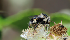 Isepeolus luctuosus