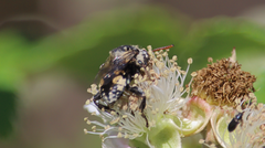 Isepeolus luctuosus