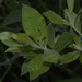 Salix × calodendron - Photo (c) Pat Enright, alguns direitos reservados (CC BY-NC), uploaded by Pat Enright
