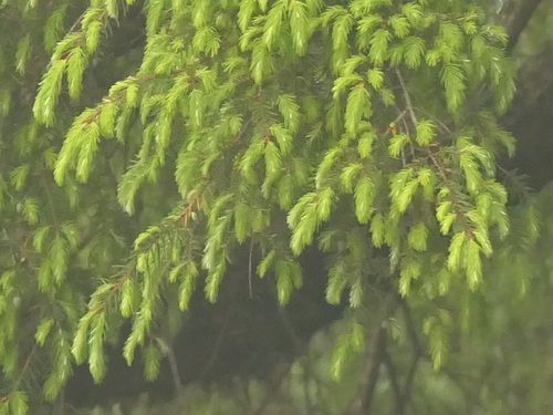 Picea smithiana, photograph 6