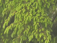 Picea smithiana, photograph (c) Sagnik Dutta Roy, some rights reserved (CC BY)