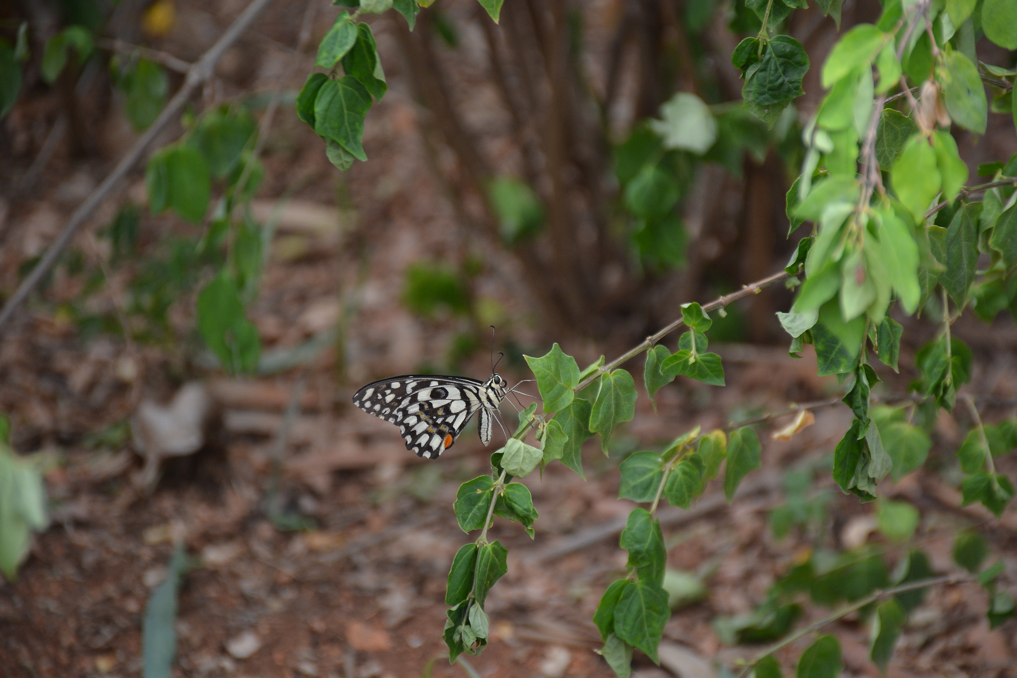 Lime Swallowtail
