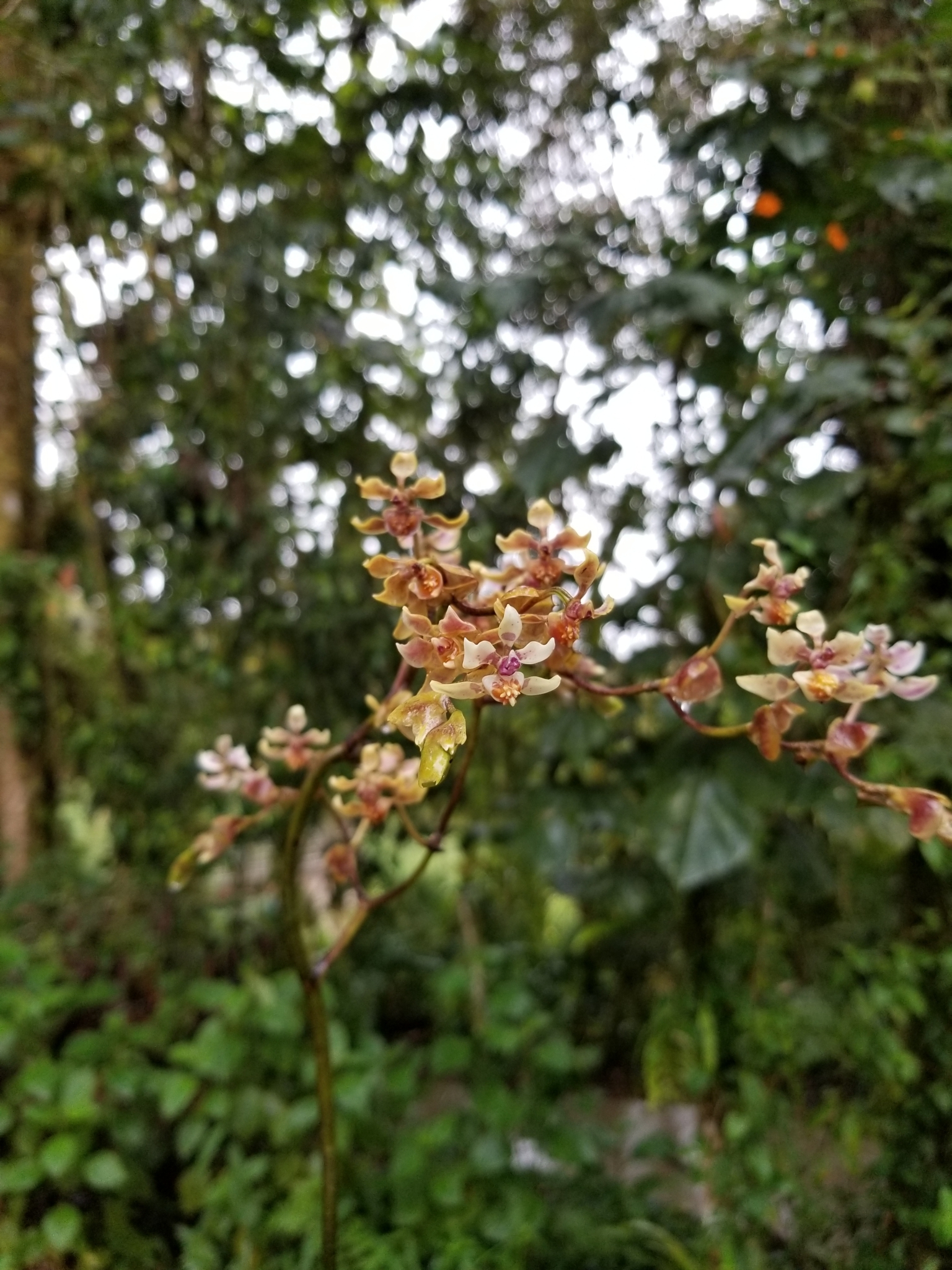 Cyrtochilum midas Dalström 4