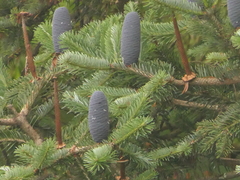 Abies spectabilis, photograph (c) Sagnik Dutta Roy, some rights reserved (CC BY)