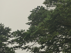 Abies spectabilis, photograph (c) Sagnik Dutta Roy, some rights reserved (CC BY)
