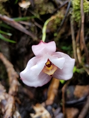 Maxillariinae