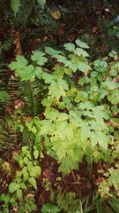 Actaea elata elata