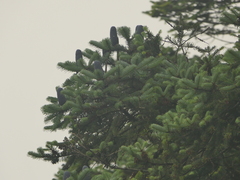 Abies spectabilis, photograph (c) Sagnik Dutta Roy, some rights reserved (CC BY)