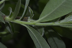Salix gmelinii