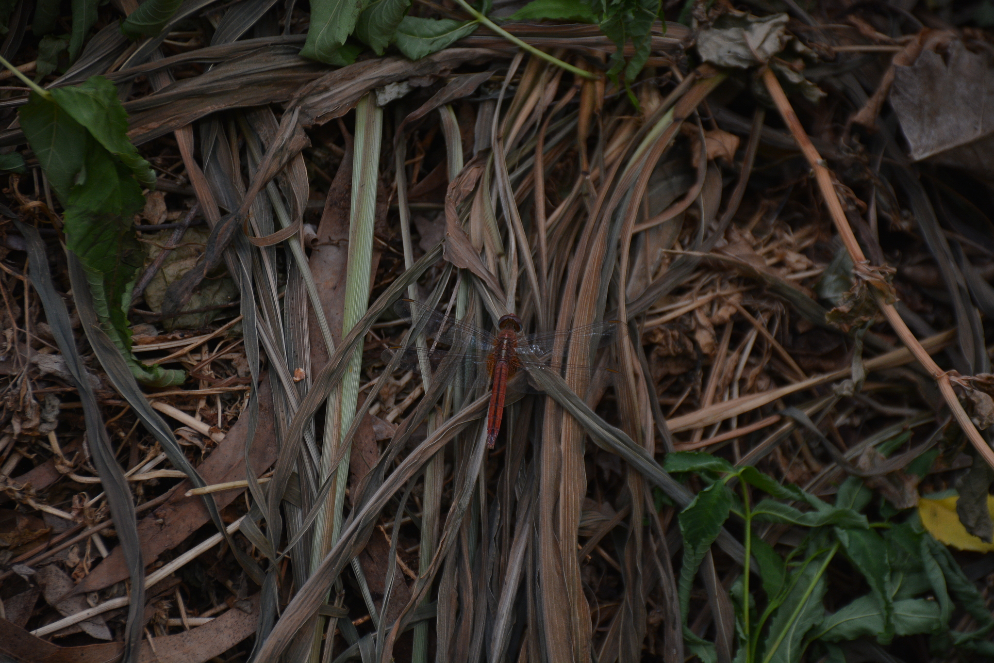 Coral-Tailed Cloudwing