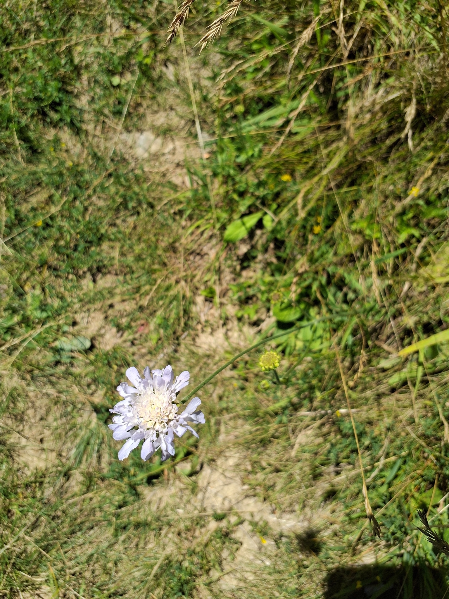 Knautia ×