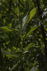 Salix gmelinii
